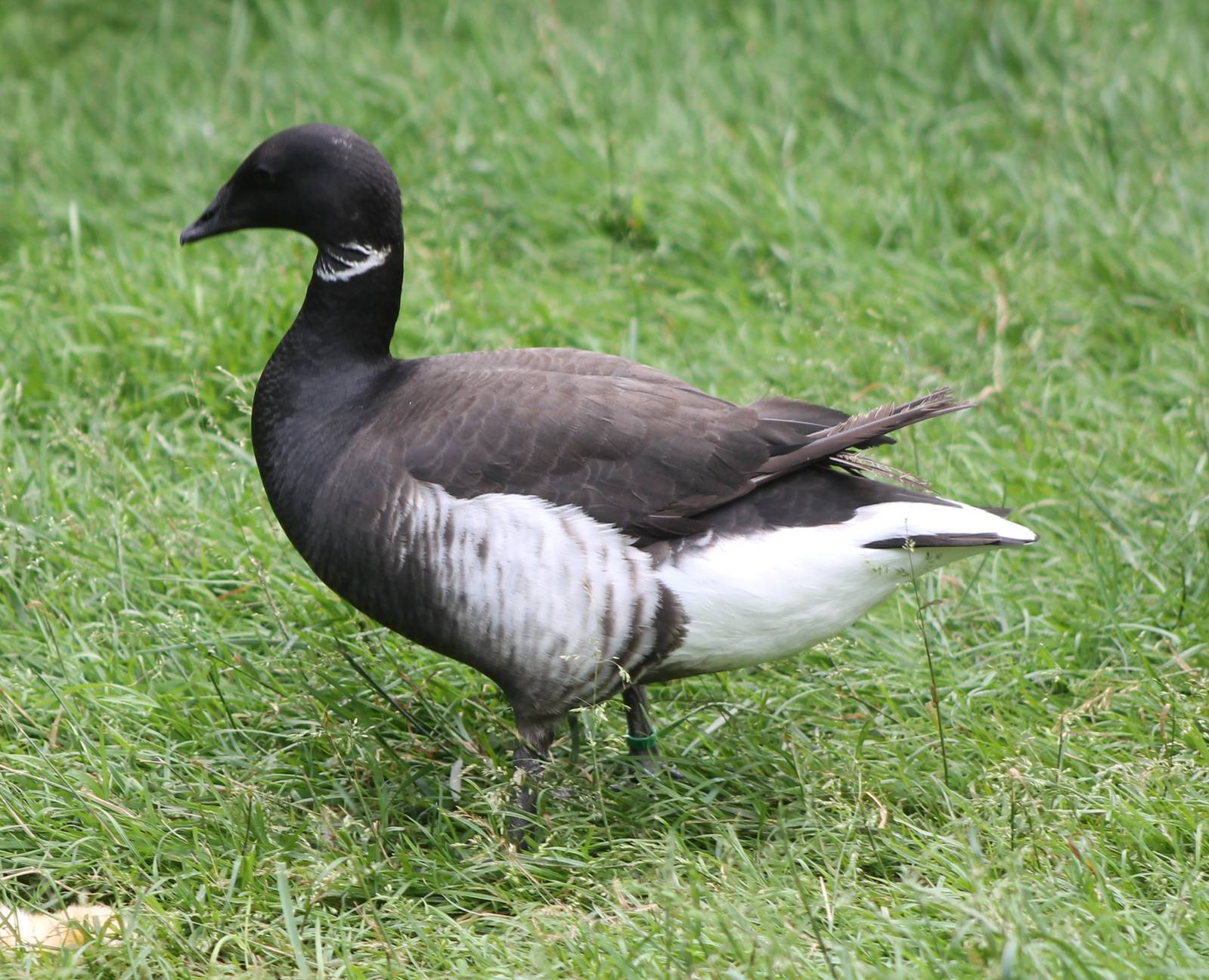 Brent goose
