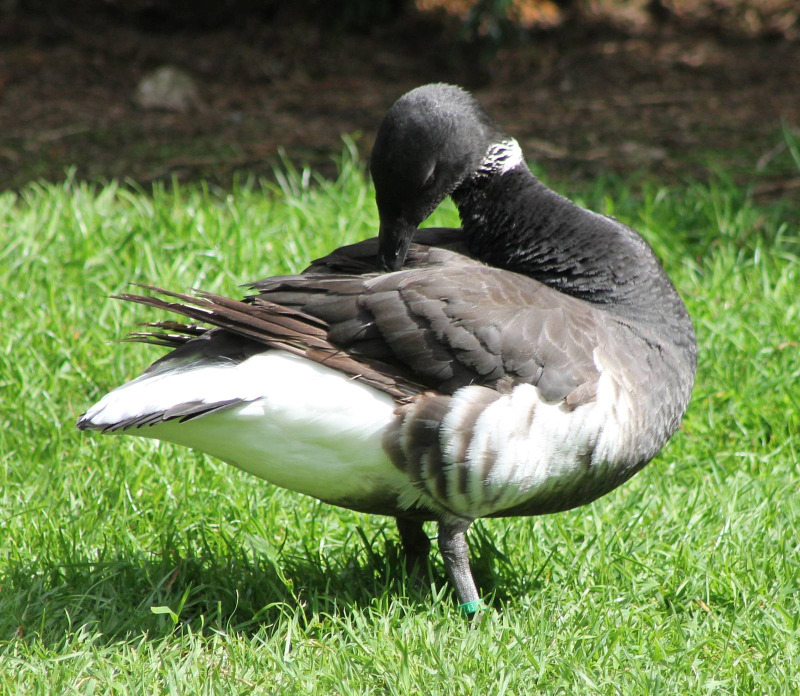 Brent goose