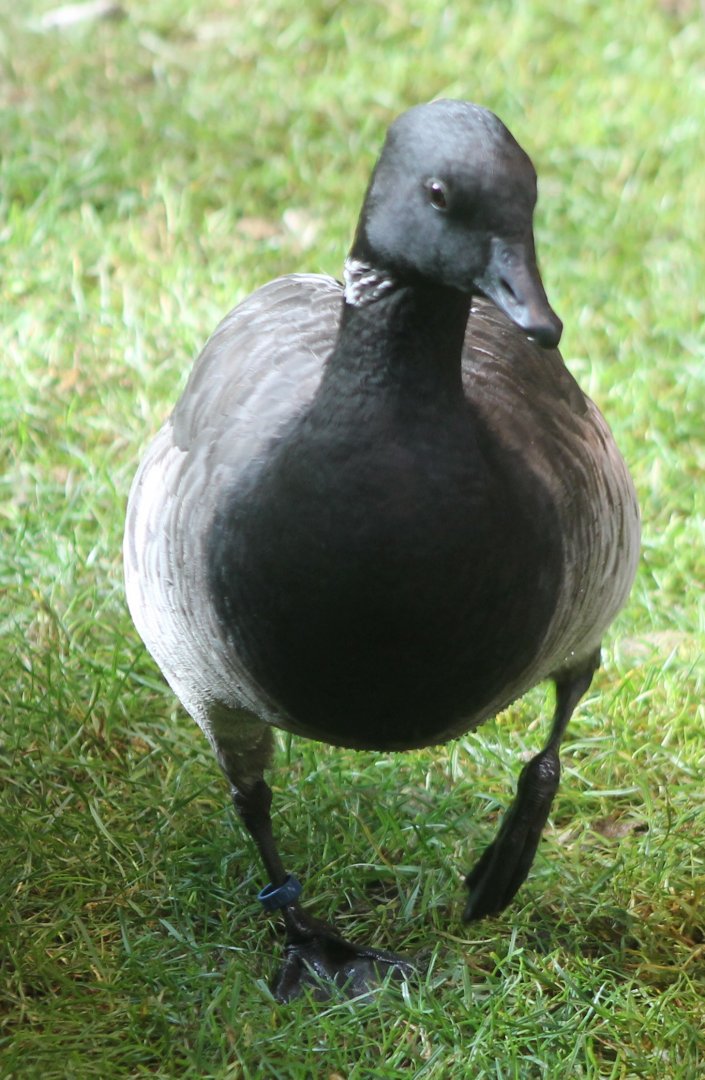 Brent goose