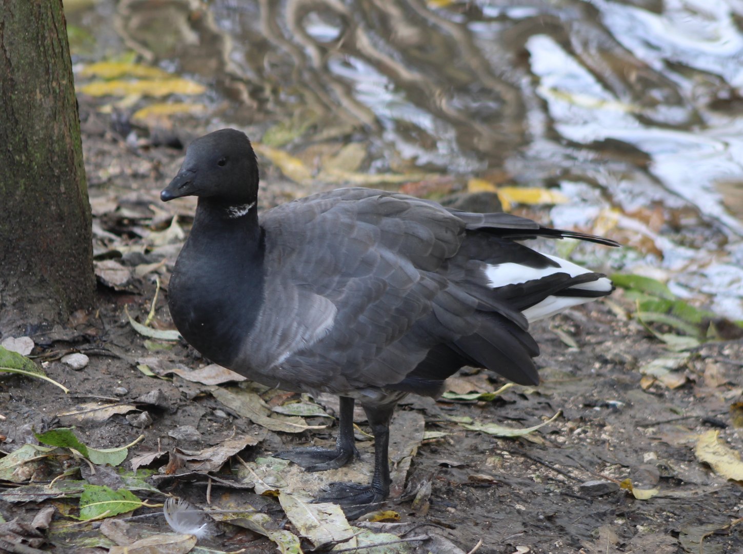 Brent goose