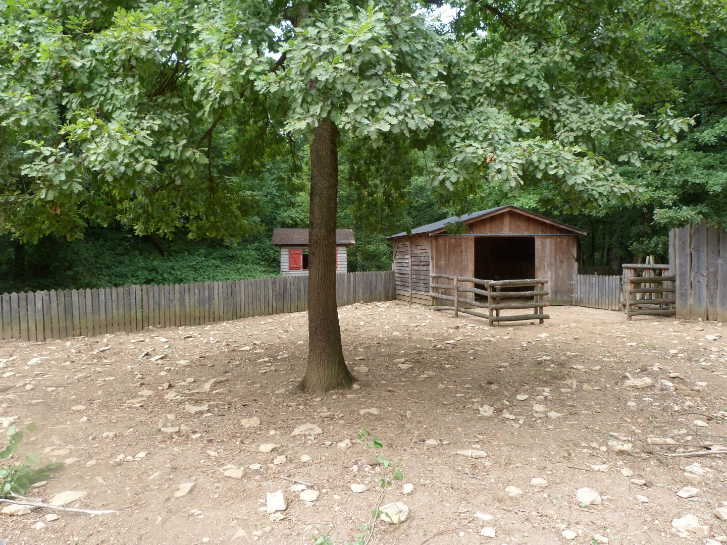 Breton black-pied cow exhibit -Zoodyssée (2025)