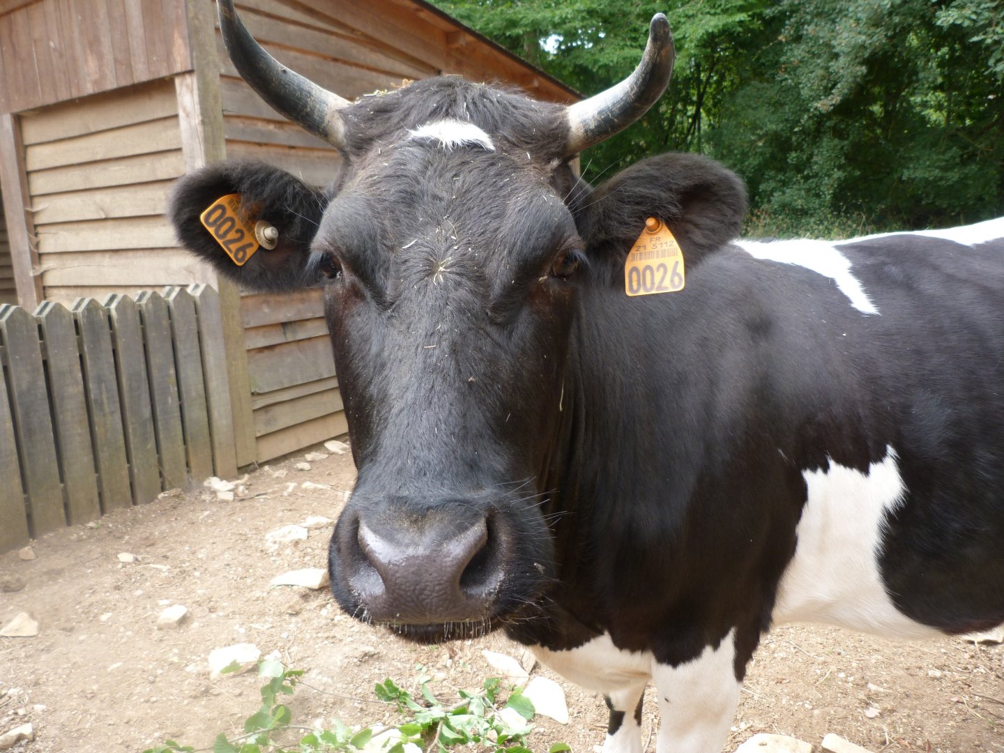Breton black-pied cow -Zoodyssée (2025)