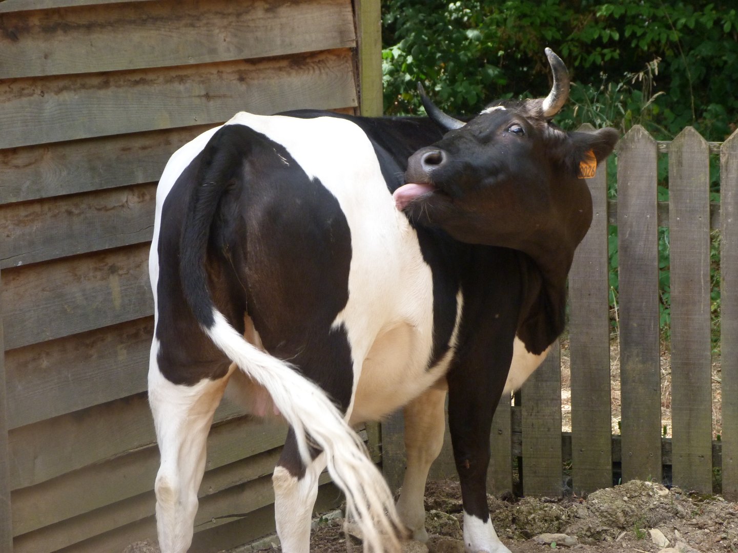 Breton black-pied cow -Zoodyssée (2025)