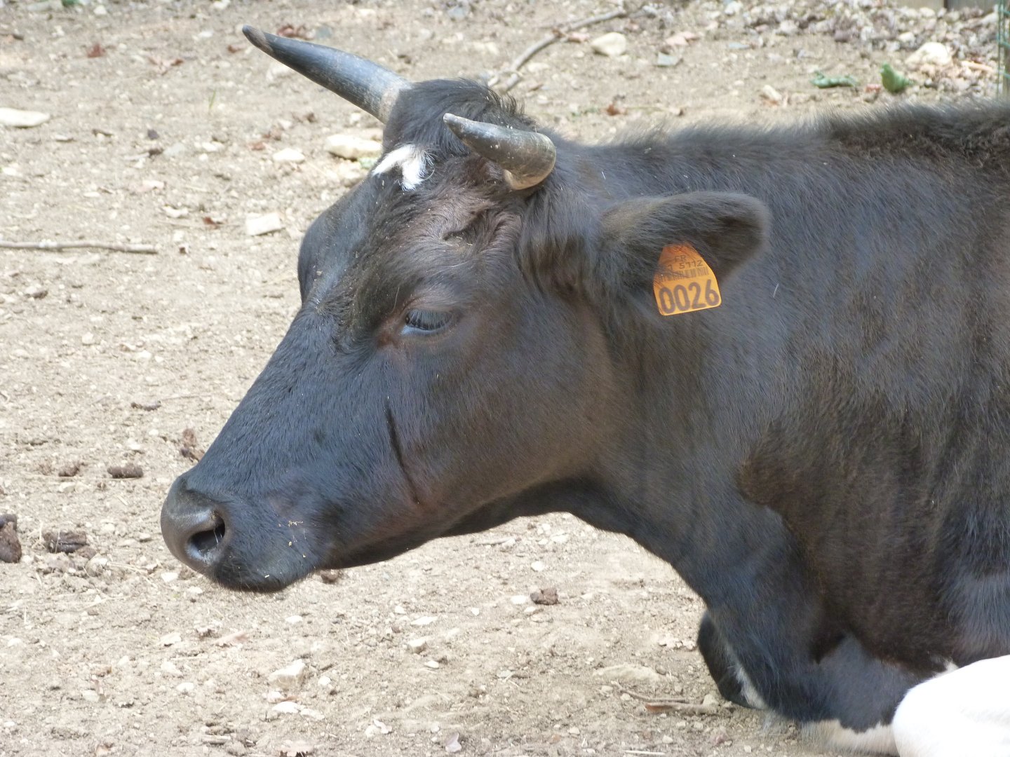 Breton black-pied cow -Zoodyssée (2025)