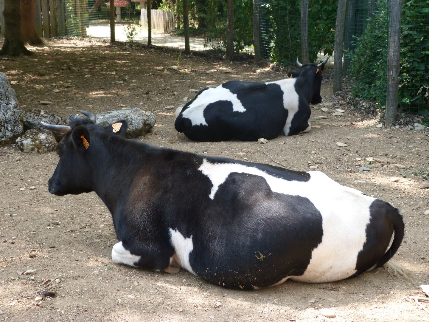 Breton black-pied cows -Zoodyssée (2025)