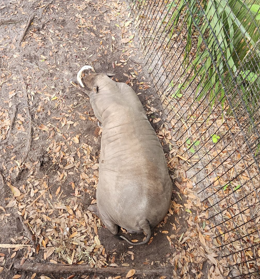 Brevard Zoo (2023) - Babirusa