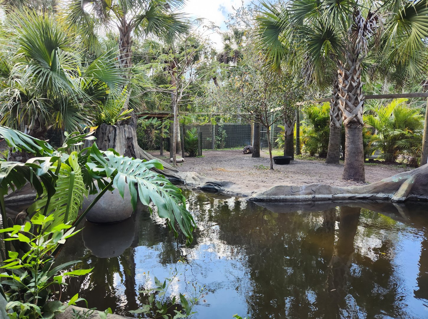 Brevard Zoo (2023) - Baird's Tapir enclosure (Rainforest Revealed)