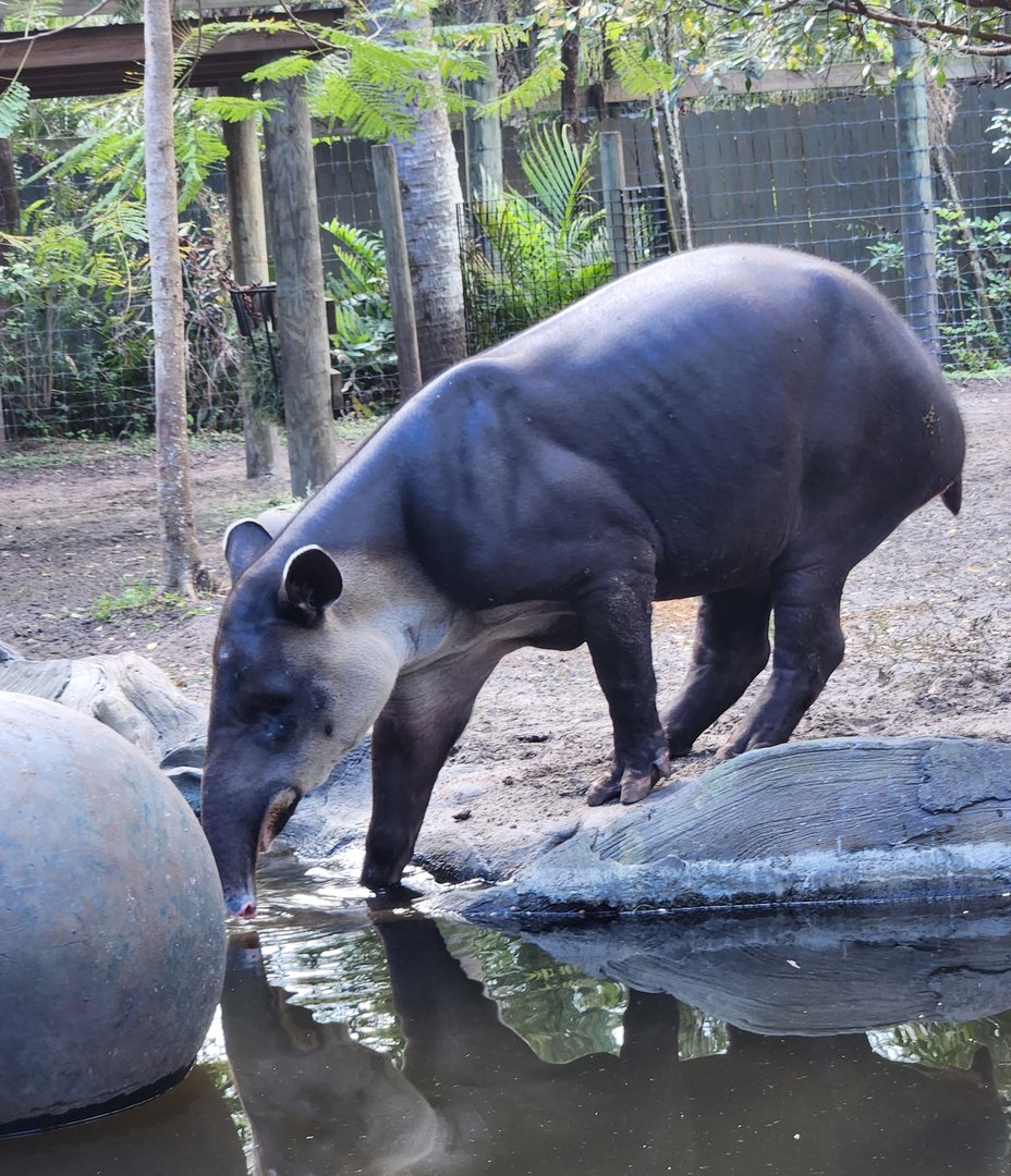 Brevard Zoo (2023) - Baird's Tapir (Rainforest Revealed)