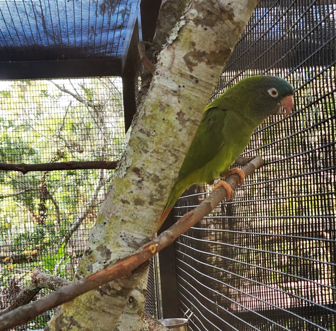 Brevard Zoo (2023) - Blue-crowned Parakeet