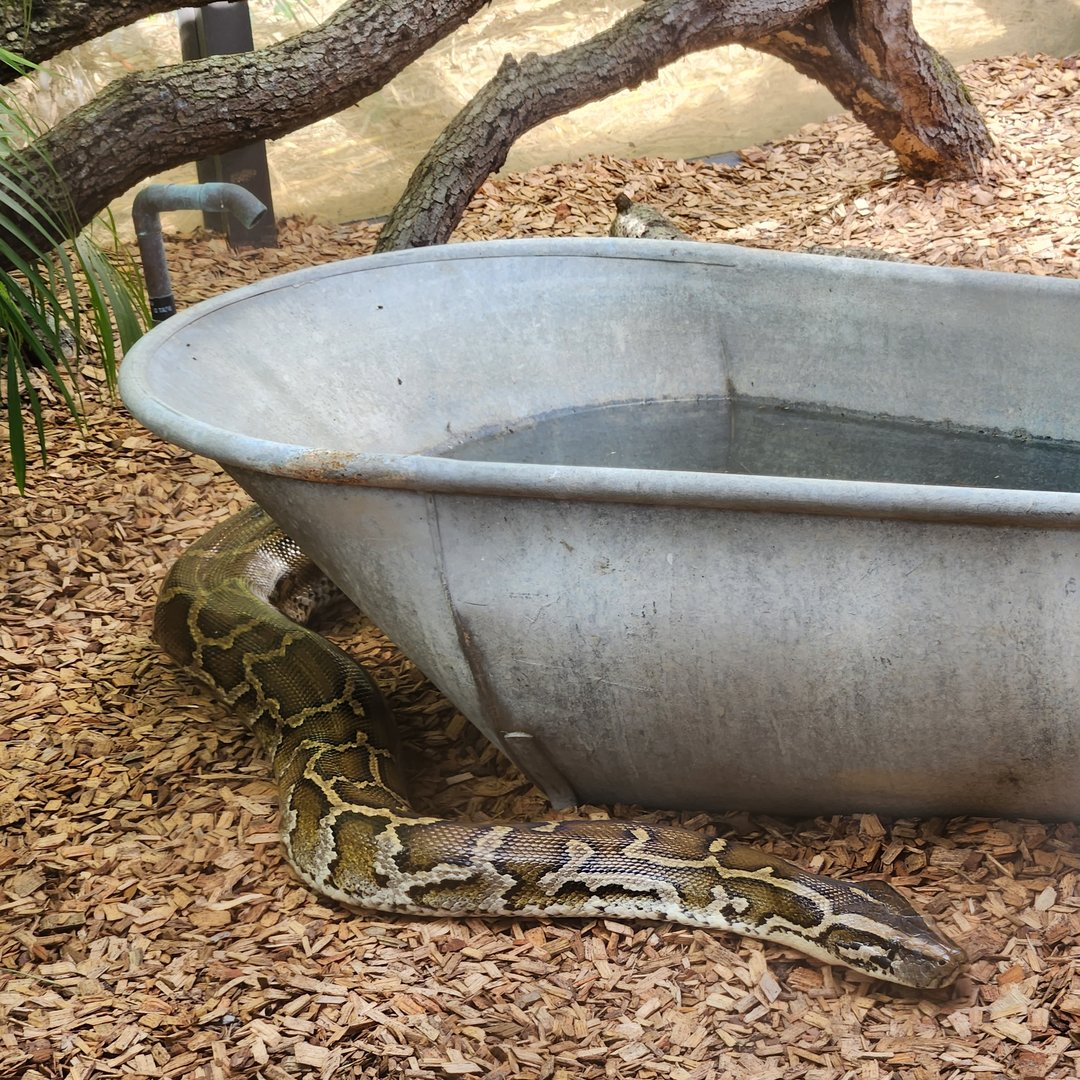 Brevard Zoo (2023) - Burmese Python