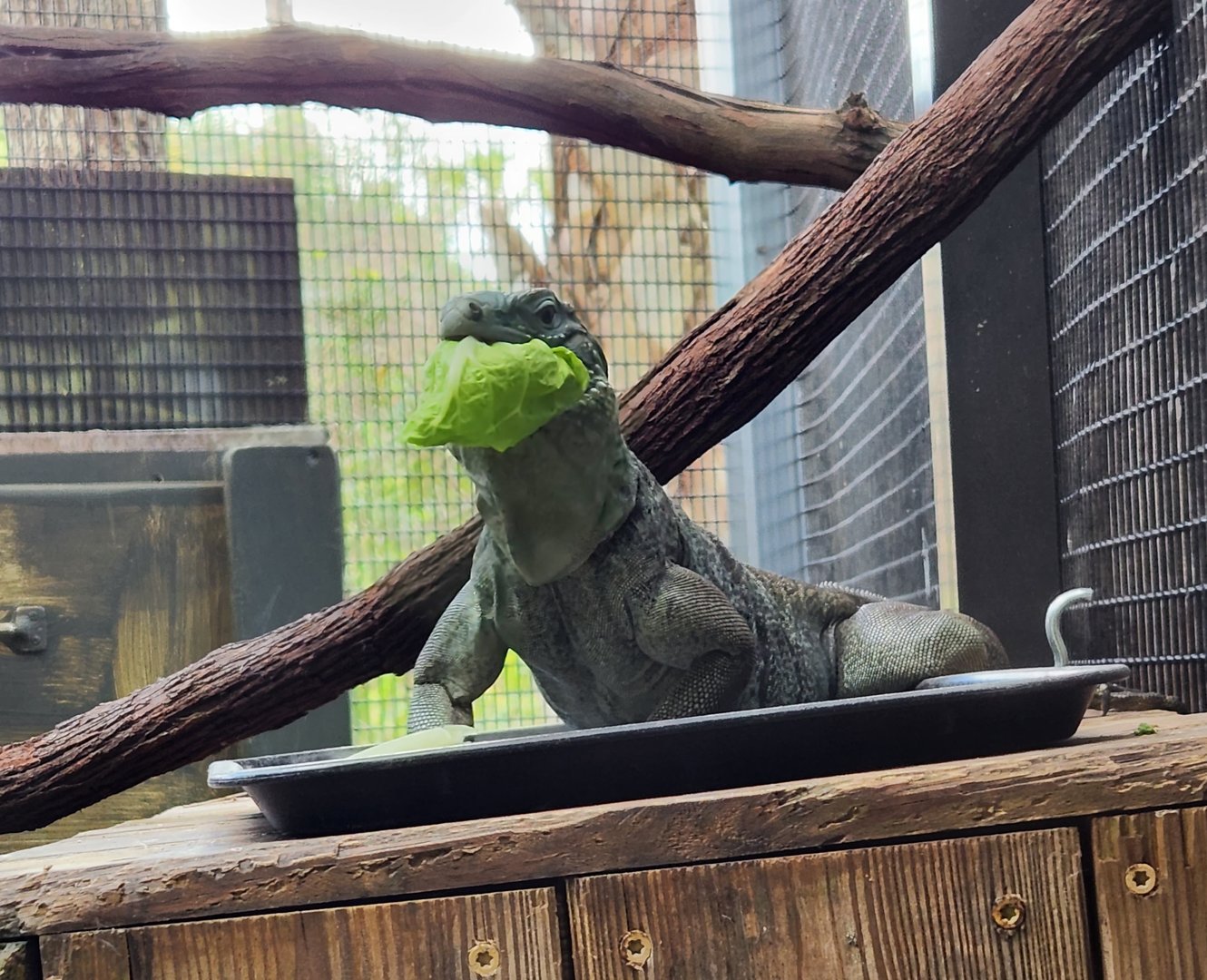Brevard Zoo (2023) - Cayman Blue Iguana