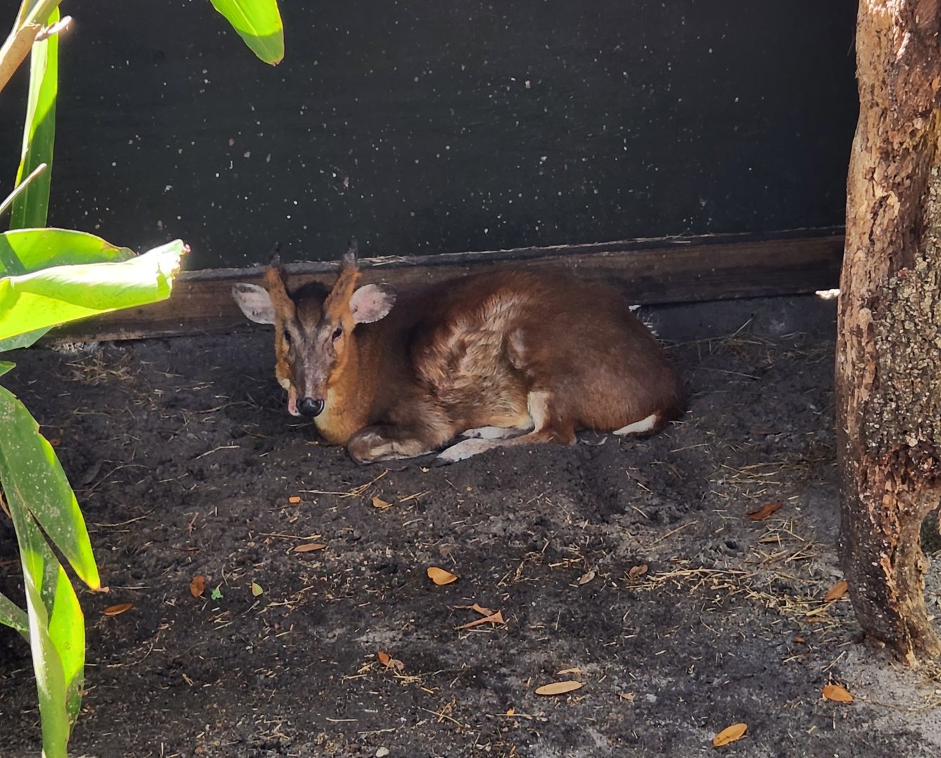 Brevard Zoo (2023) - Chinese Muntjac