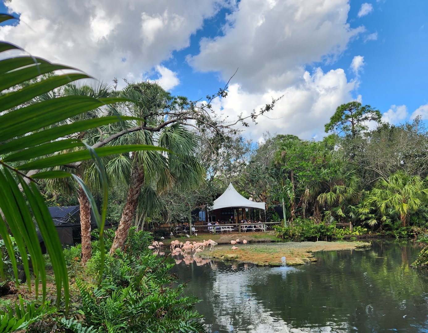 Brevard Zoo (2023) - Flamingo pond