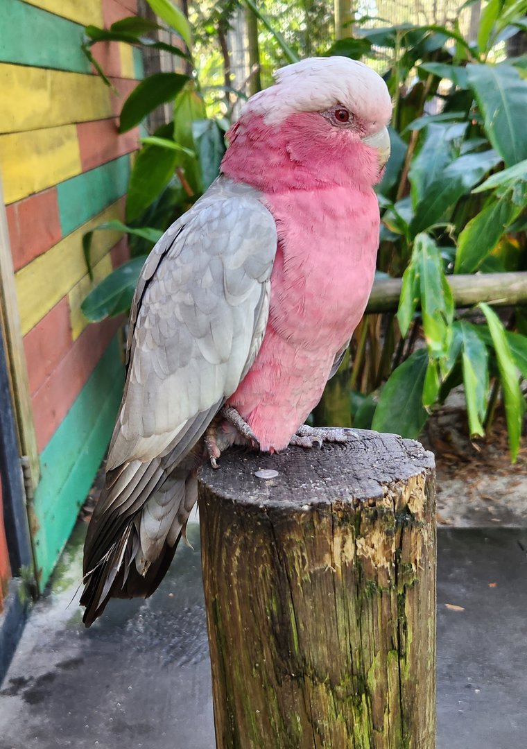 Brevard Zoo (2023) - Galah Cockatoo (Walkthrough Aviary)