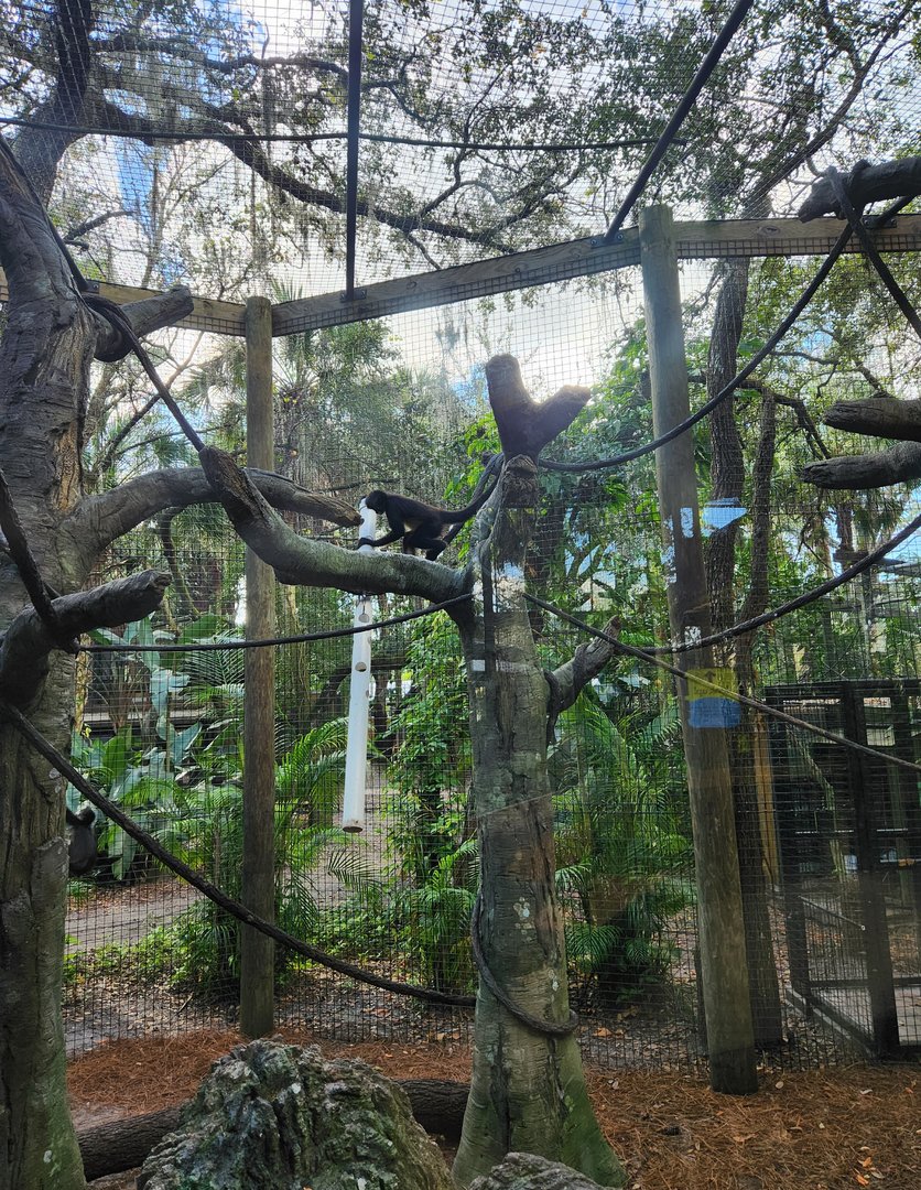 Brevard Zoo (2023) - Geoffroy's Spider Monkey enclosure (Rainforest Revealed)
