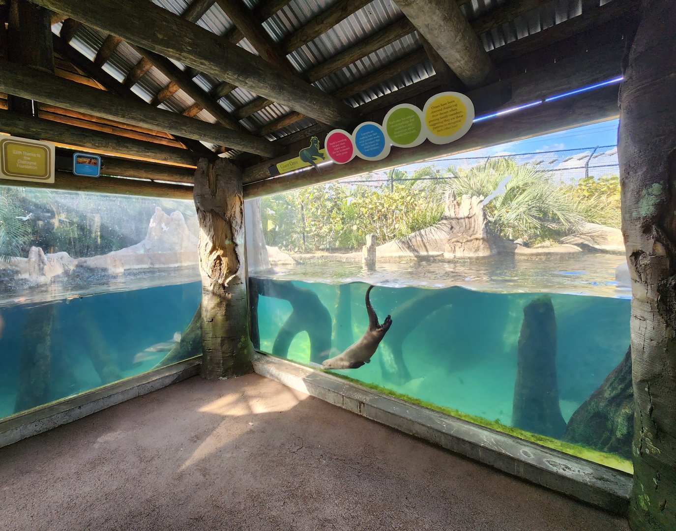 Brevard Zoo (2023) - Giant Otter exhibit (Rainforest Revealed)