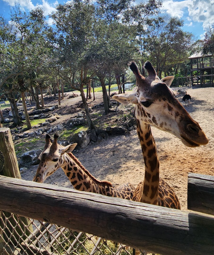 Brevard Zoo (2023) - Giraffes (Expedition Africa)