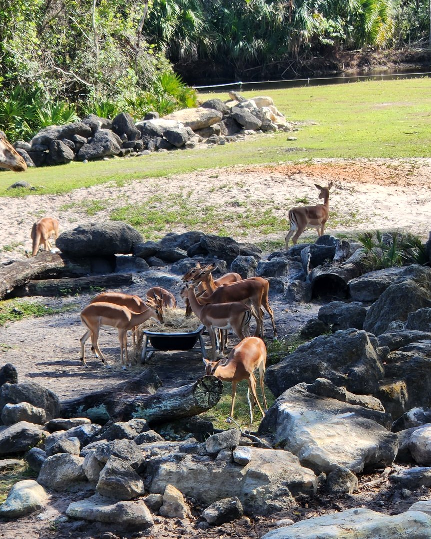 Brevard Zoo (2023) - Impala herd (Expedition Africa)