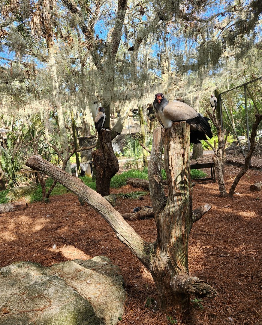 Brevard Zoo (2023) - King Vulture/Raptor exhibit (Rainforest Revealed)