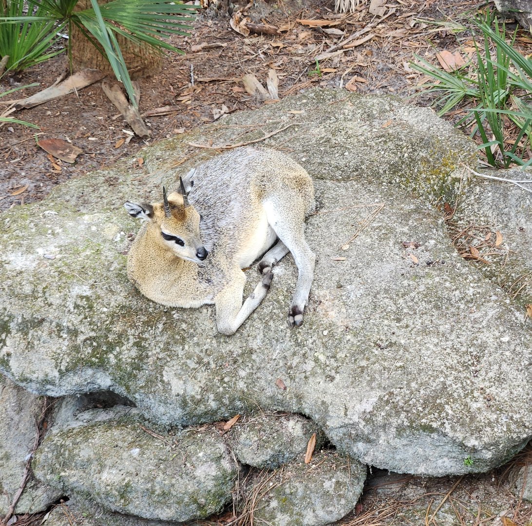 Brevard Zoo (2023) - Klipspringer (Expedition Africa)
