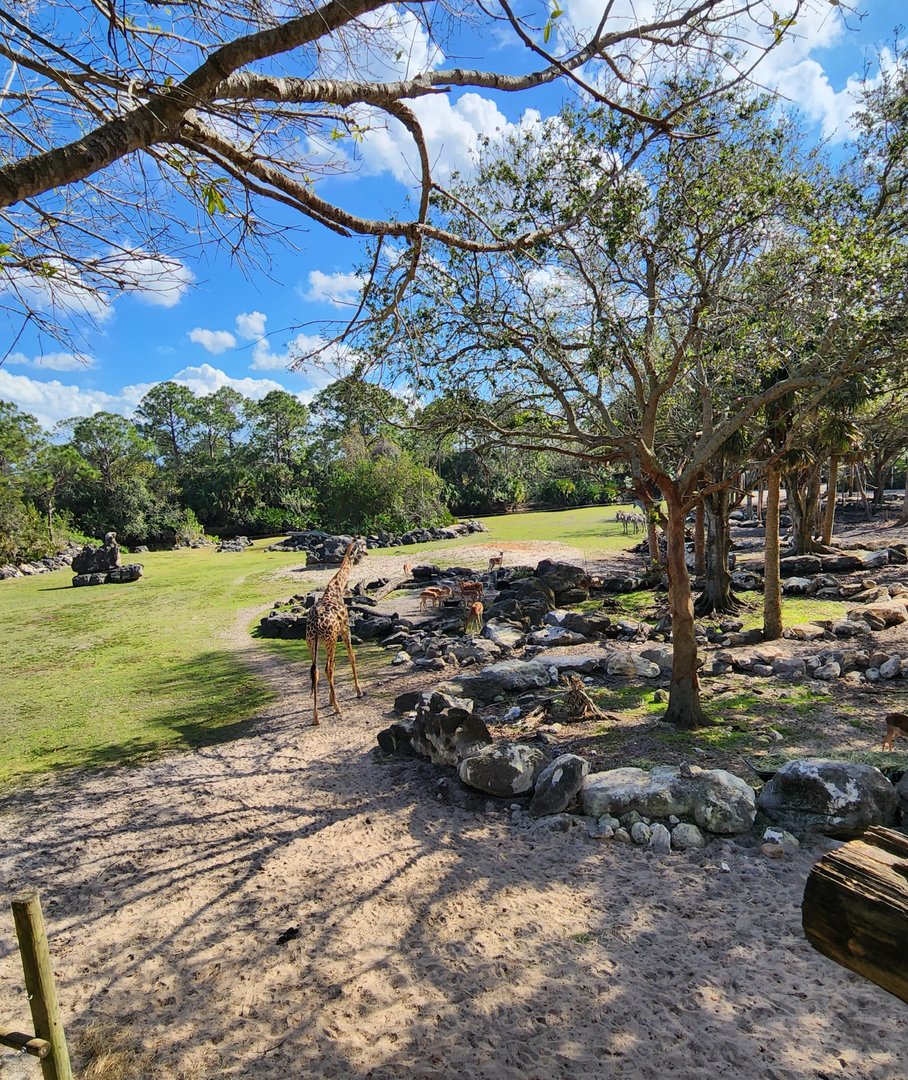Brevard Zoo (2023) - Mixed-species Savanna (Expedition Africa)