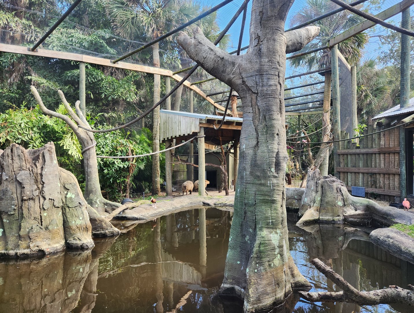 Brevard Zoo (2023) - Mixed swamp enclosure (Rainforest Revealed)