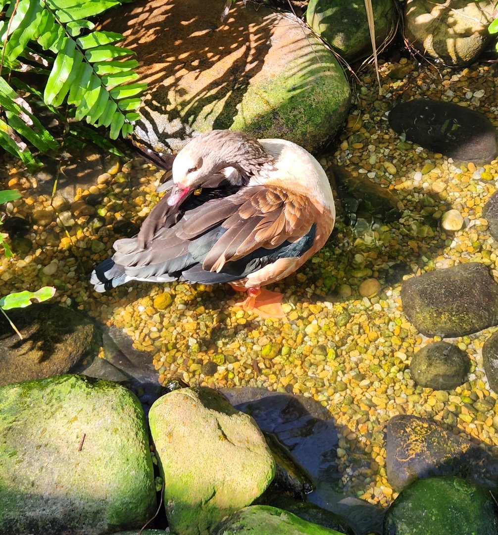 Brevard Zoo (2023) - Orinoco Goose (Walkthrough Aviary)