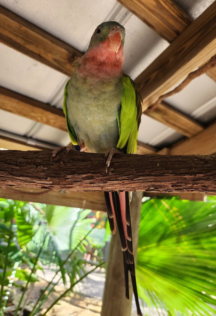 Brevard Zoo (2023) - Princess Parrot (Walkthrough Aviary)
