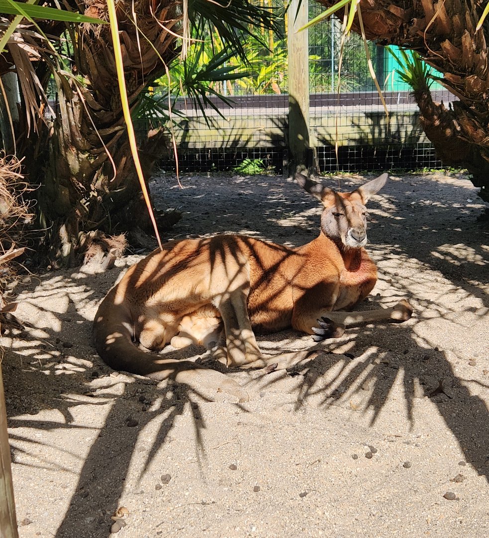Brevard Zoo (2023) - Red Kangaroo