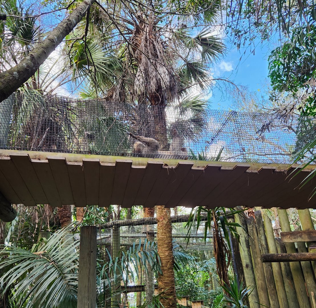 Brevard Zoo (2023) - Sloth using bridge (Rainforest Revealed)