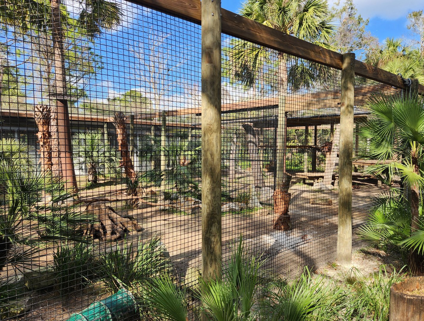 Brevard Zoo (2023) - Temporary Lion enclosure