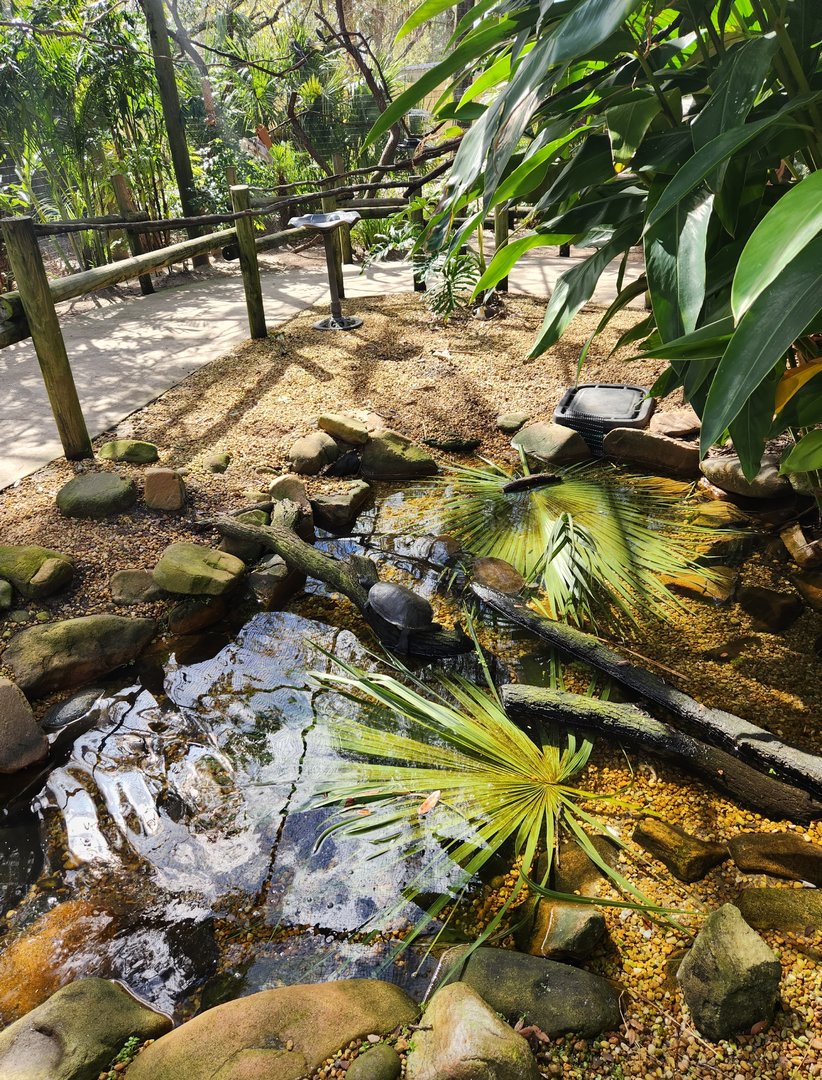 Brevard Zoo (2023) -Turtle pond in aviary