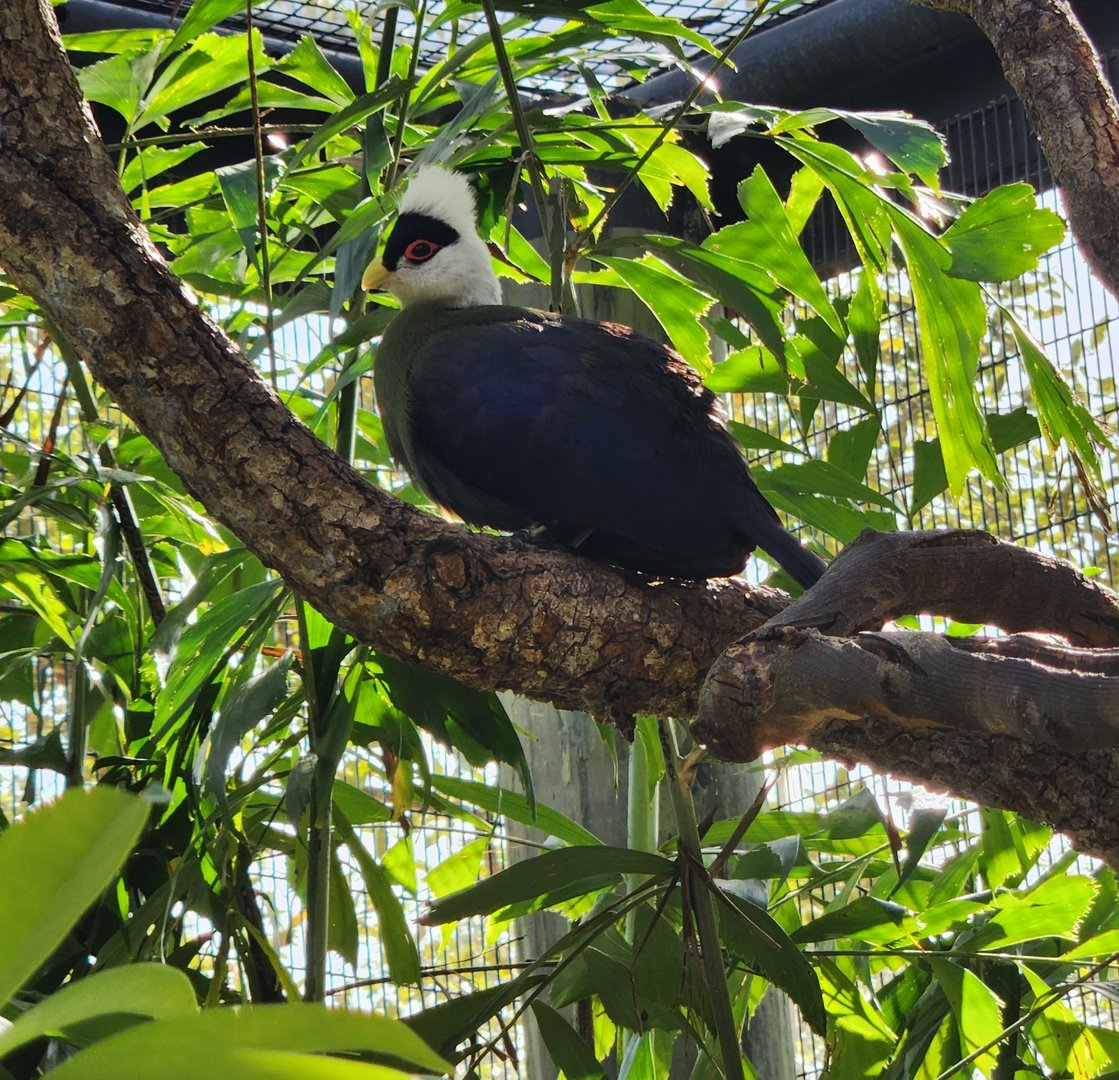 Brevard Zoo (2023) - White-crested Turaco (Walkthrough Aviary)