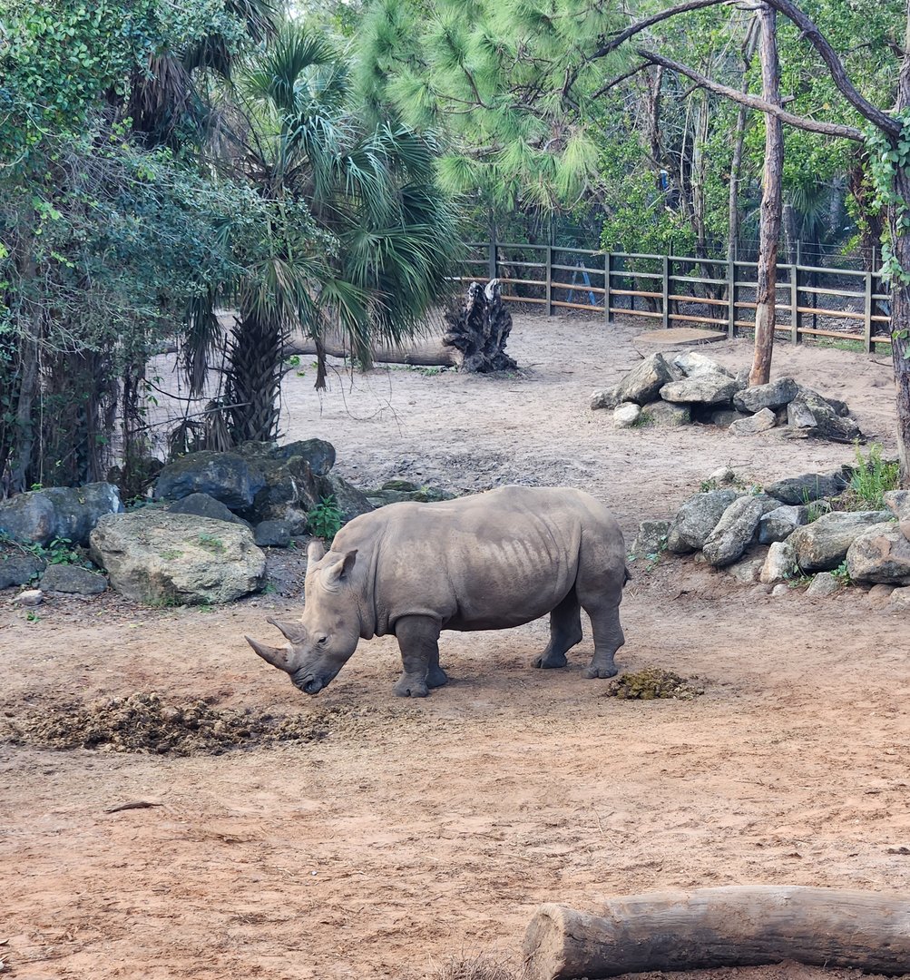 Brevard Zoo (2023) - White Rhinoceros (Expedition Africa)
