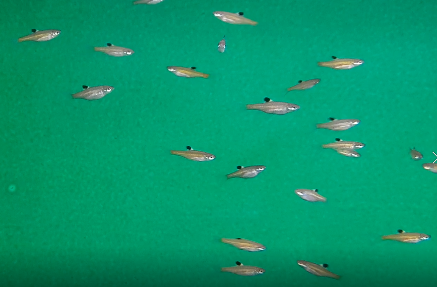 Brevibora dorsiocellata