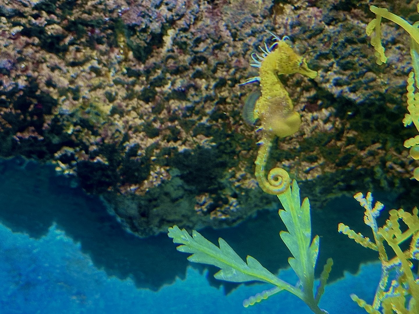 Breviceps seahorse (Hippocampus breviceps)