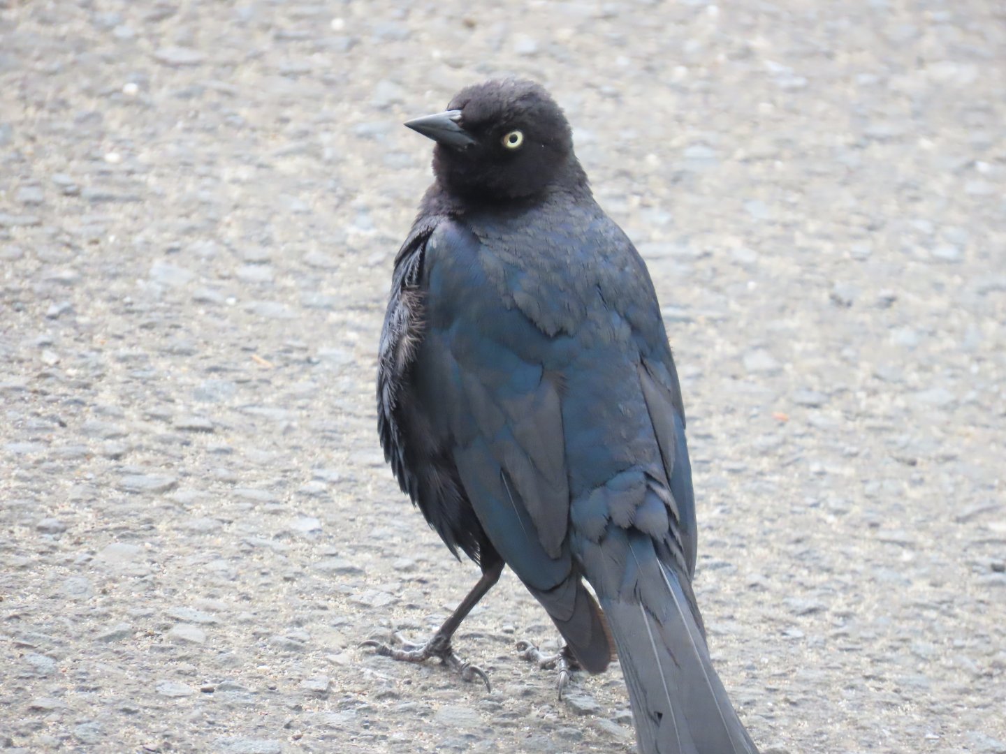 Brewer’s Blackbird (Euphagus cyanocephalus)