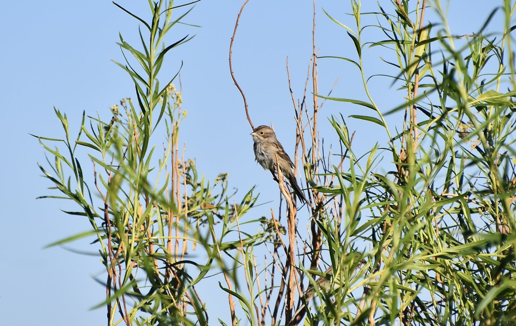 Brewer's Sparrow (Spizella breweri)