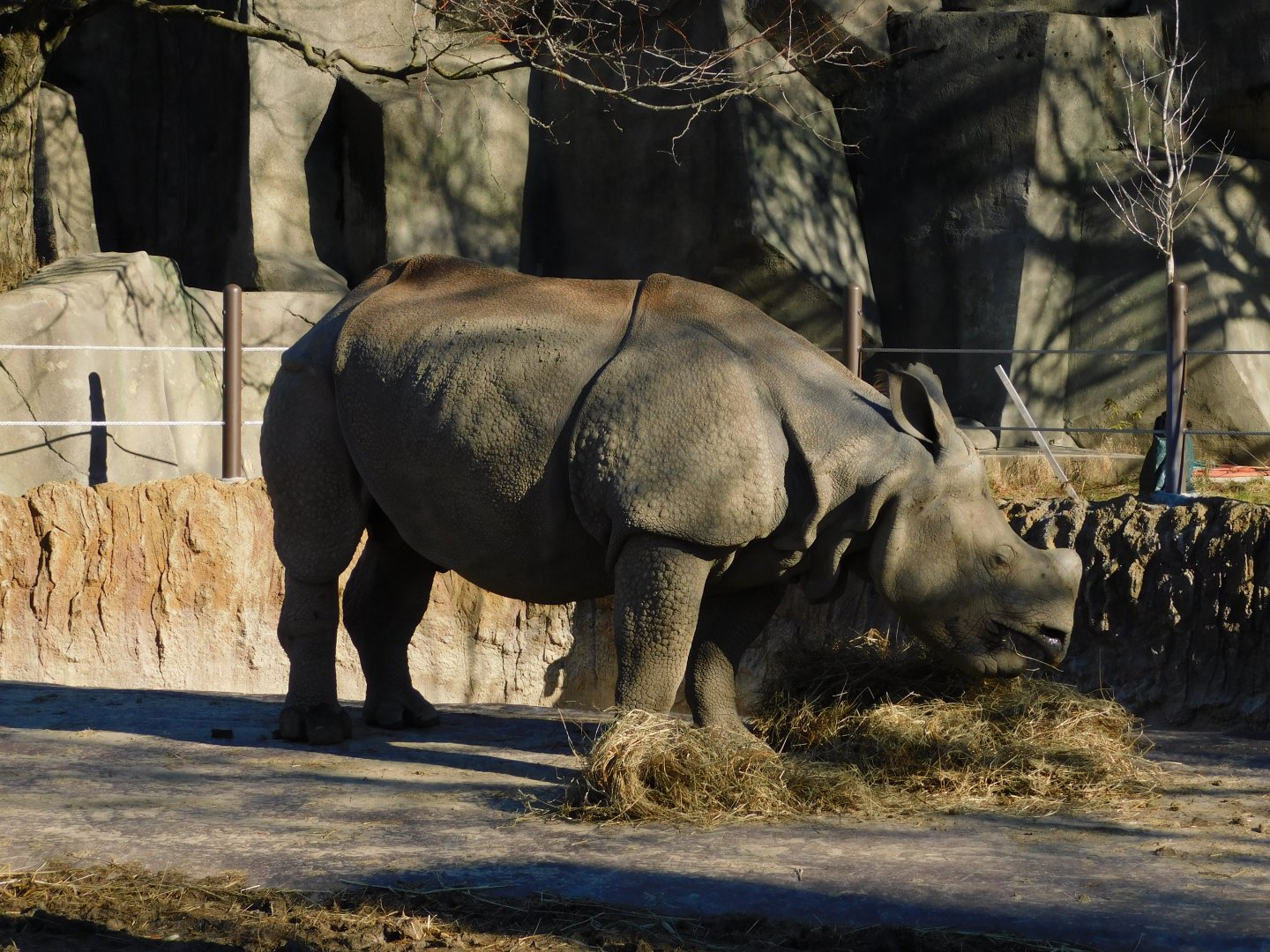 Brian Indian Rhinoceros (Rhinoceros unicornis) December 2021