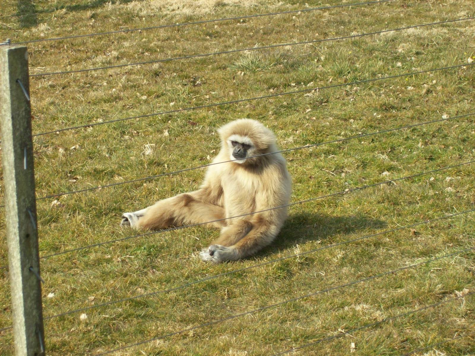 Brian, Oldest lar gibbon in Europe