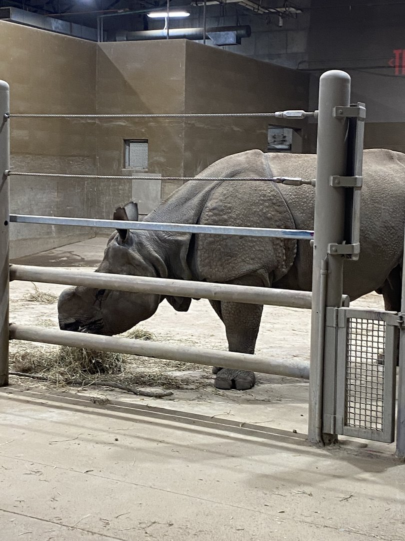 Brian the Greater One-Horned Rhino
