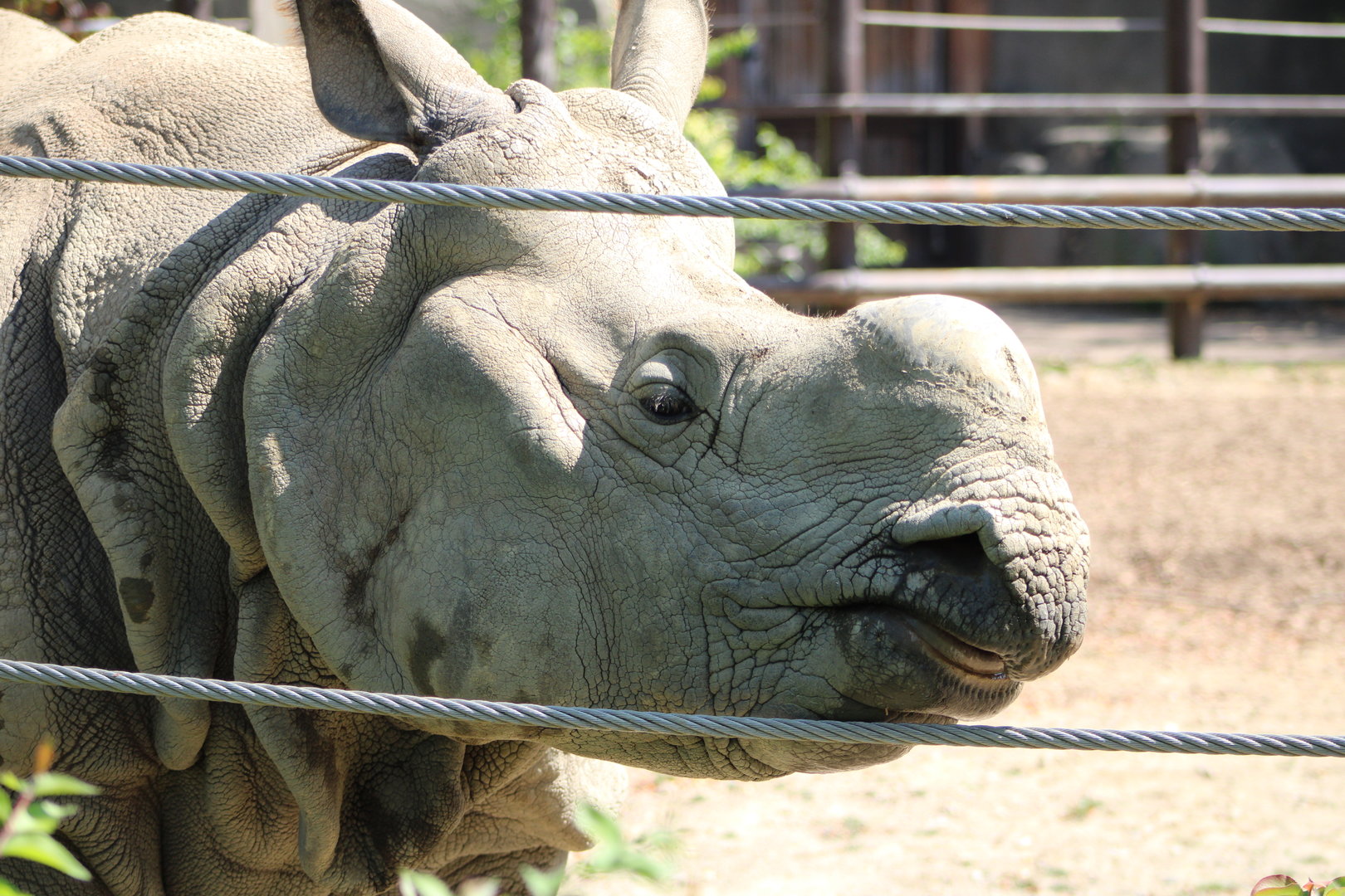 Brian the Indian Rhino (Rhinoceros unicornis)