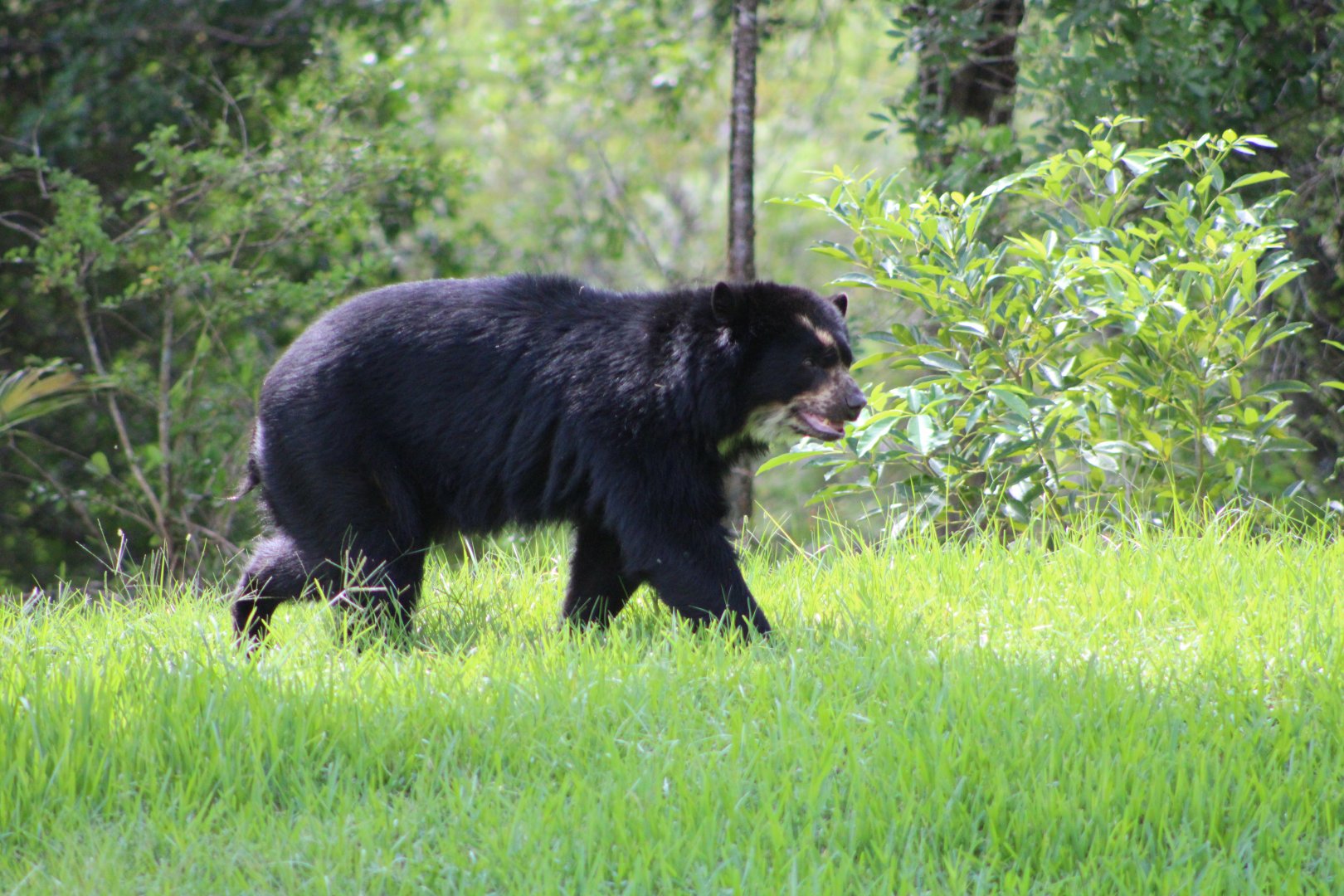 Brianne the Andean Bear (Tremarctos ornatus)