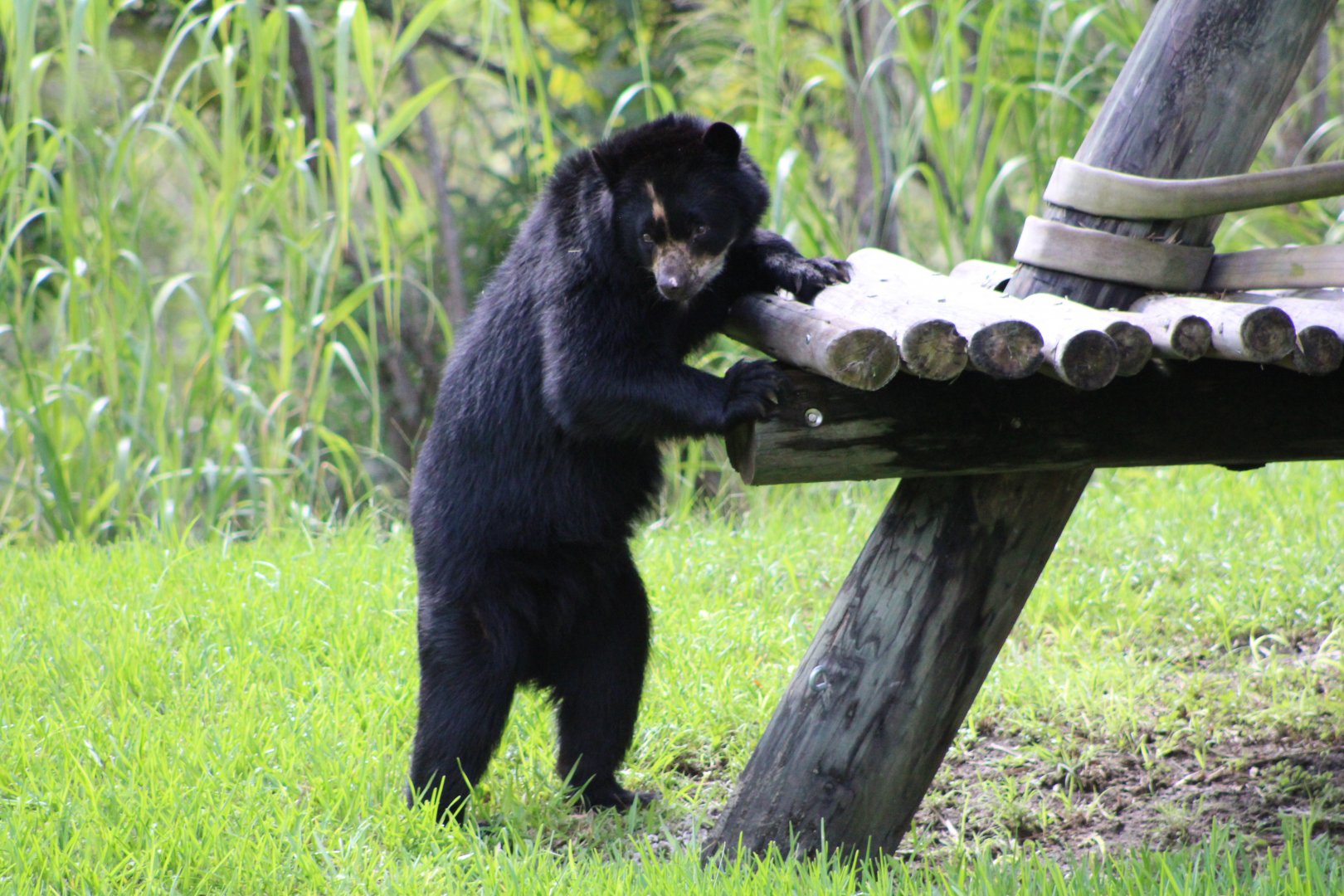 Brianne the Andean Bear (Tremarctos ornatus)