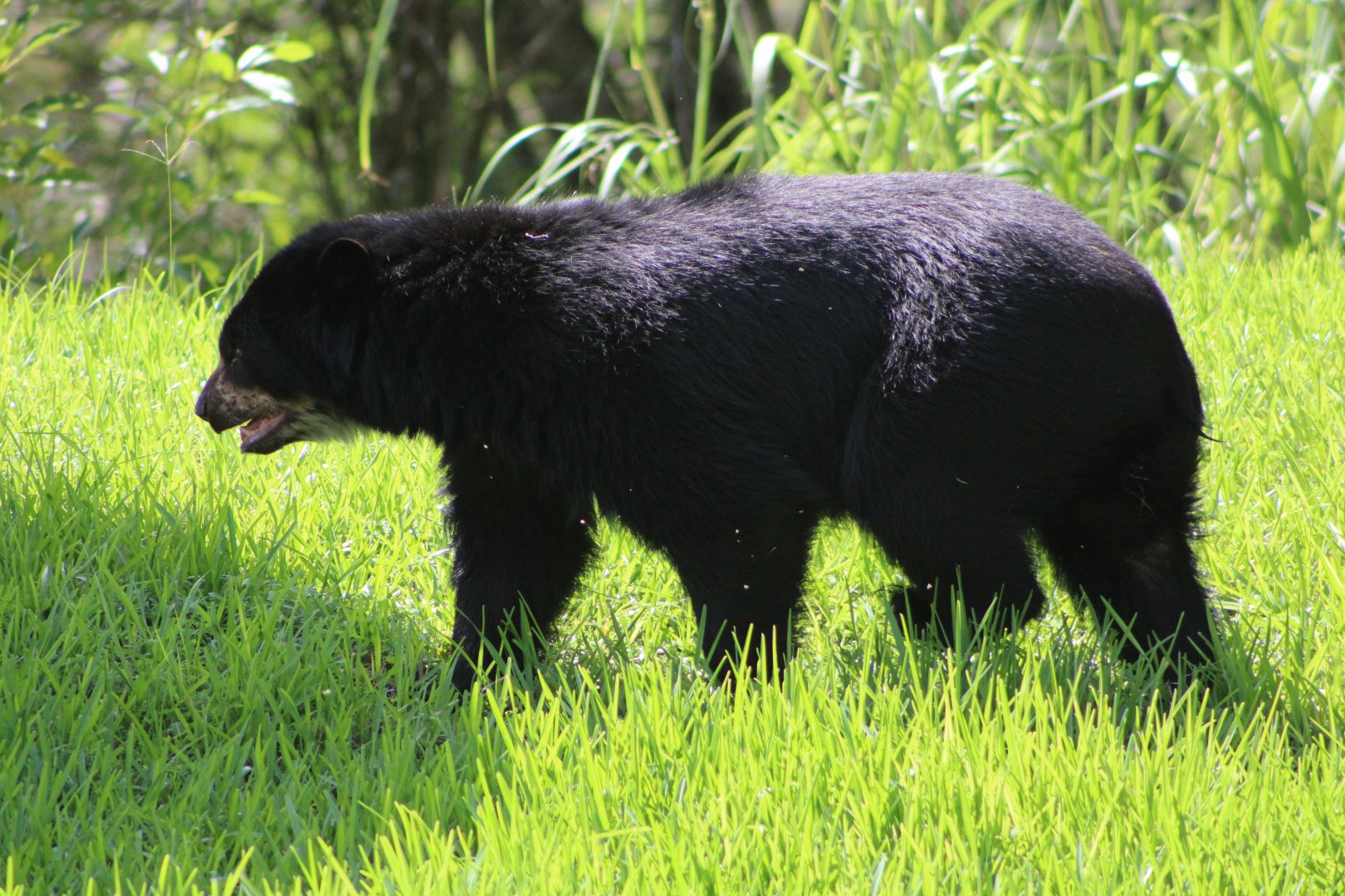 Brianne the Andean Bear (Tremarctos ornatus)