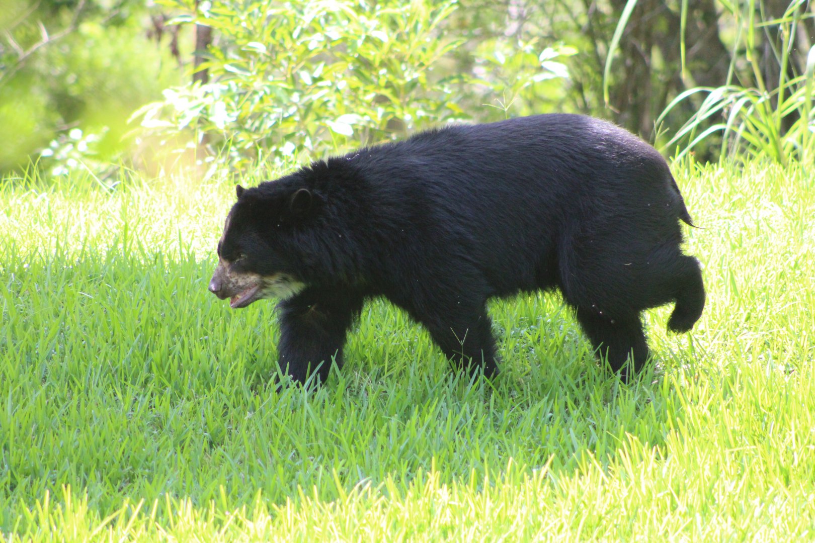 Brianne the Andean Bear (Tremarctos ornatus)