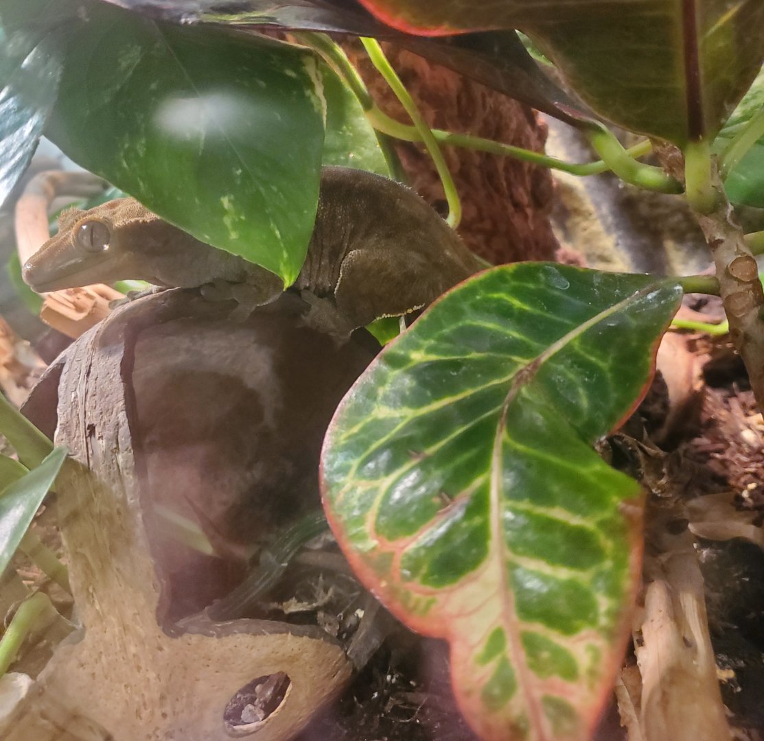 Briar Bush Nature Center (2022) - Crested Gecko