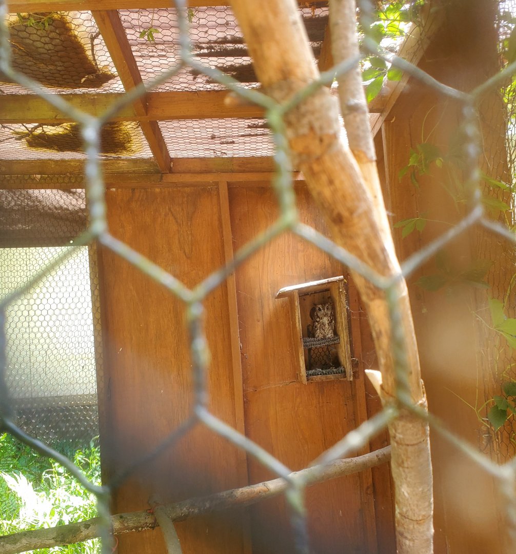 Briar Bush Nature Center (2022) - Eastern Screech Owl