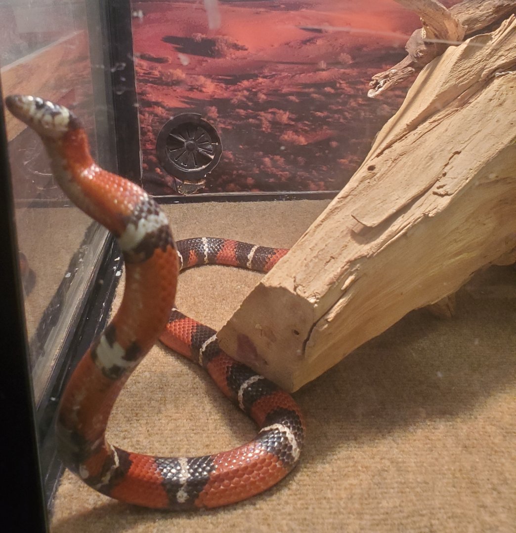Briar Bush Nature Center (2022) - "Milk Snake"