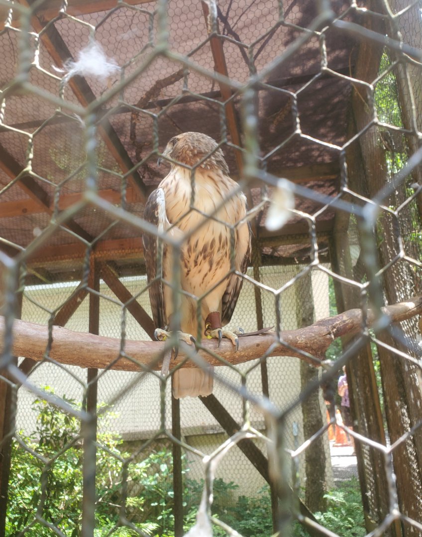 Briar Bush Nature Center (2022) - Red-tailed Hawk